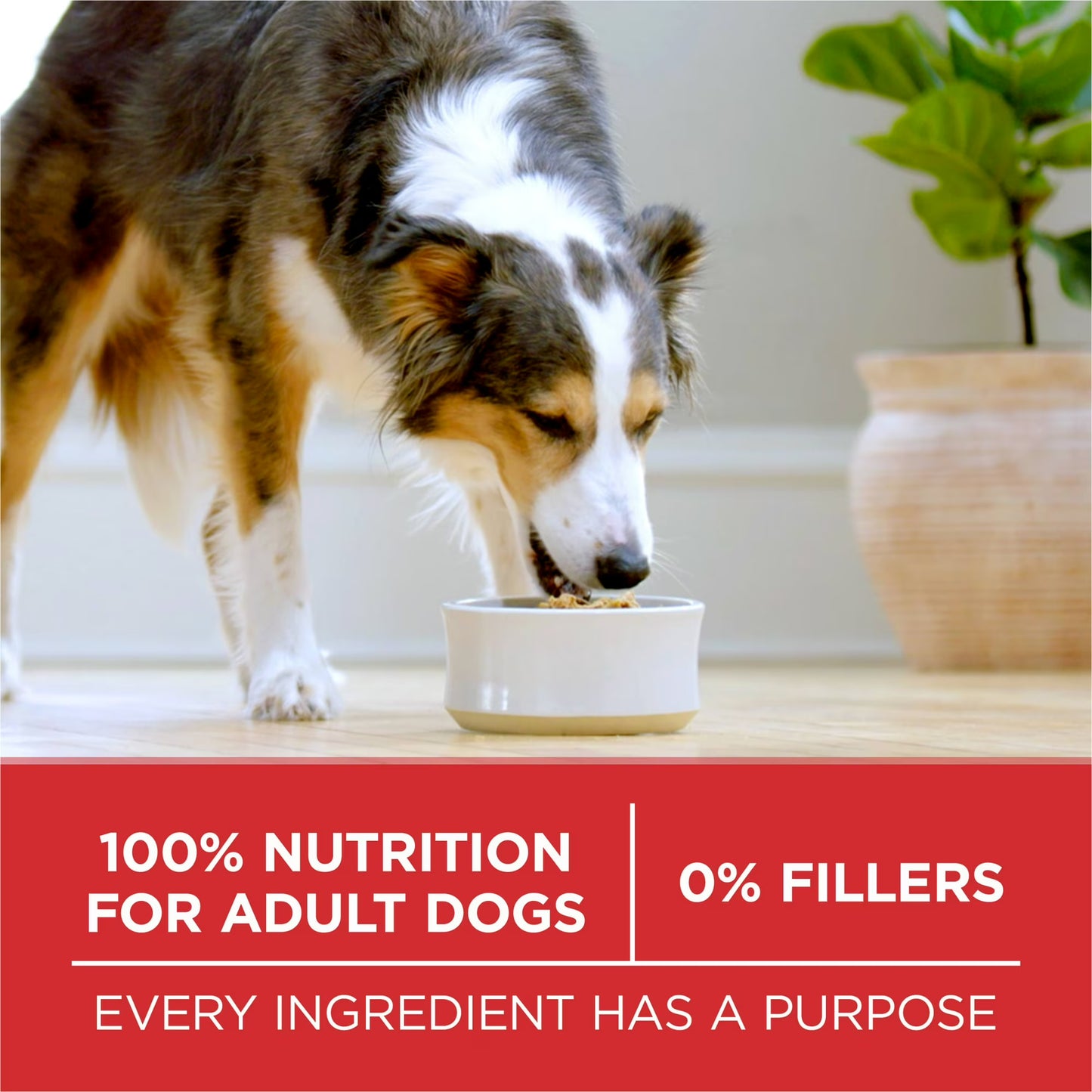 Purina ONE Natural Dry Dog Food, Chicken & Rice Formula, High Protein Adult Dog Food with Microbiome Balance, 8 lb Bag